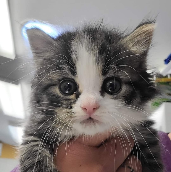 Meet your Posher, _RogueStorm_ - Picture 1 of 1